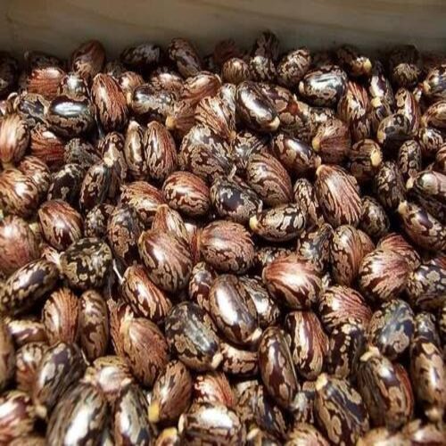 castor oil seed