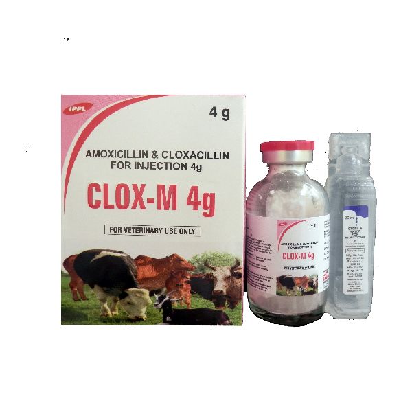 Amoxicillin &amp;amp; Cloxacillin Powder For Injection 4g