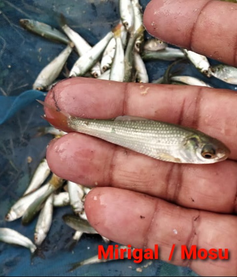 Mrigal Fish Seeds, Feature : High In Protein, Longer Shelf Life