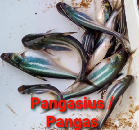 Pangasius Fish Seeds, Style : Alive, Fresh