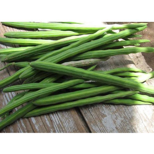 Organic Fresh Drumsticks, Color : Green