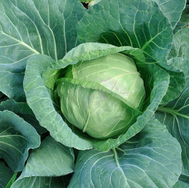 Round Organic Fresh Green Cabbage