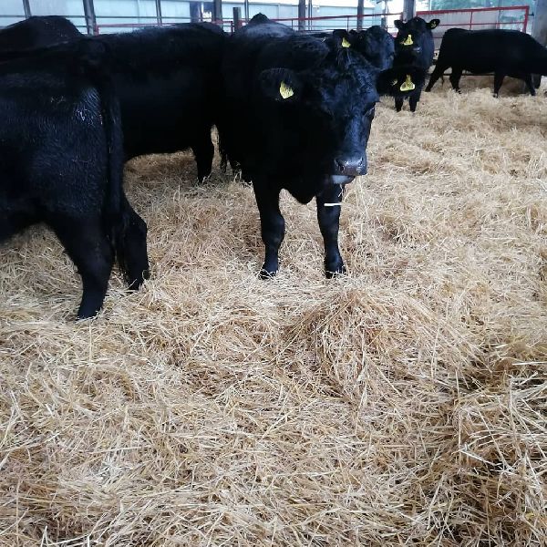 For Sale 25 Simmental, Aberdeen Angus, Meuse Rhine Issel, Limousin, Salers, Hereford, Longhorn Cros