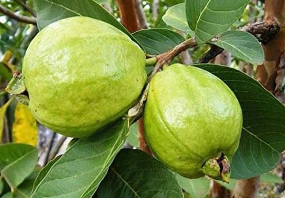 Organic Guava Plant