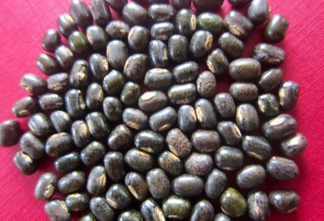 Organic Black Gram Beans