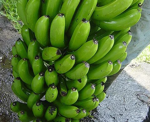 cavendish banana