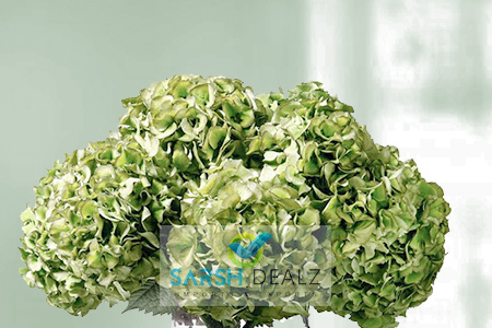 Green Hydrangea Flower