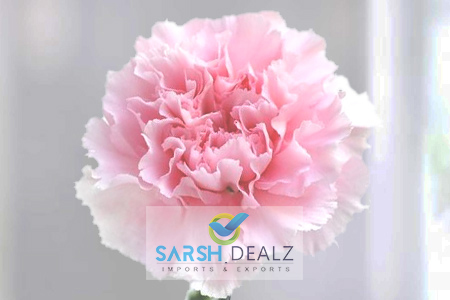Light Pink Carnation Flower