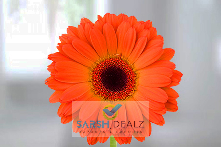 Orange Gerbera Flower, for Decorative, Garlands, Feature : Fresh, Nice Fragrance