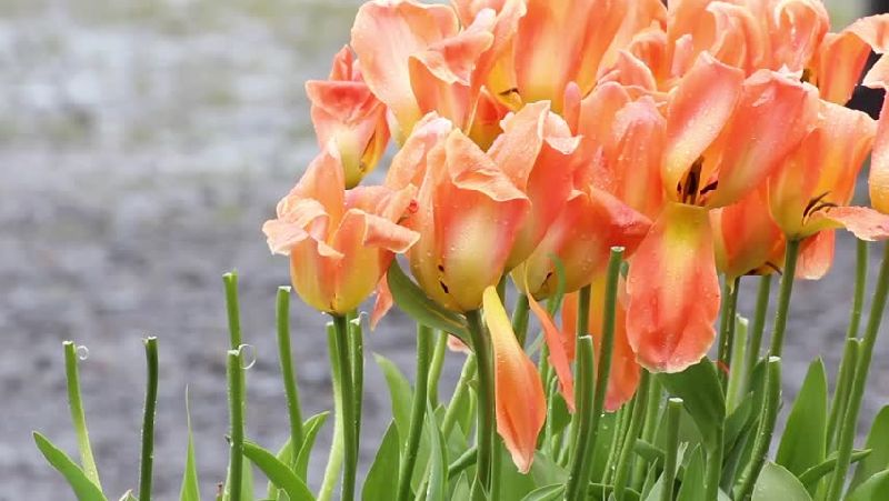 Peach Tulip Flower