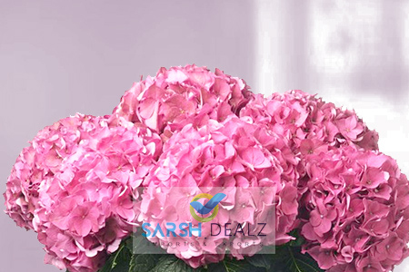 Pink Hydrangea Flower, for Decoration