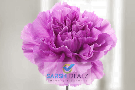 Purple Carnation Flower
