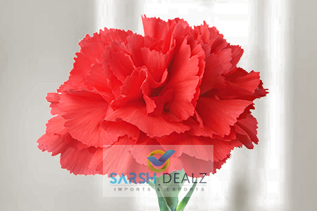 Red Carnation Flower