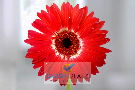 Red Gerbera Flower, for Decorative, Garlands, Vase Displays, Feature : Nice Fragrance