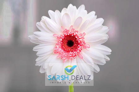 White Gerbera Flower, for Decorative, Garlands, Vase Displays, Feature : Nice Fragrance