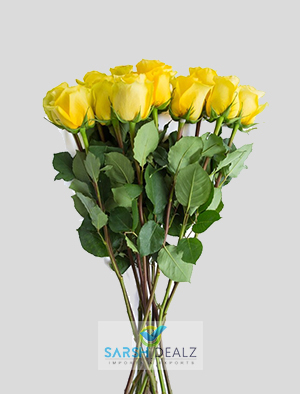 Organic Yellow Rose Flower, for Decoration, Gifting, Feature : Freshness, Natural Fragrance