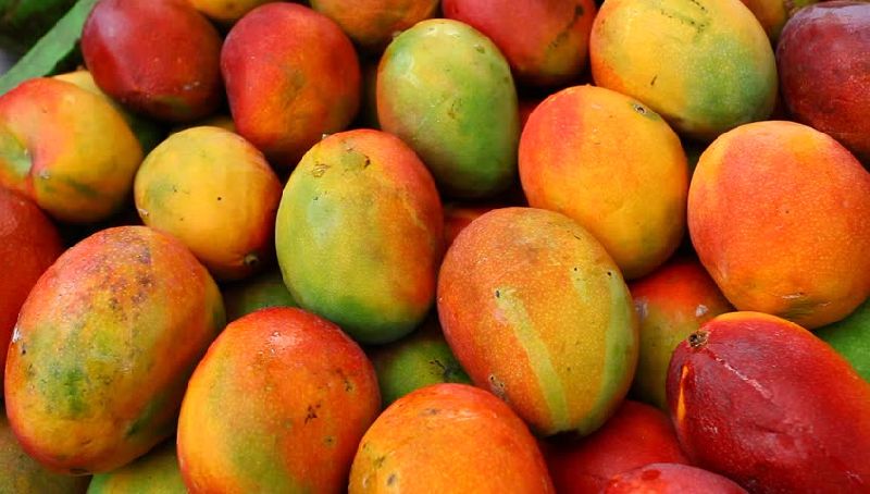 Organic Badami Mango