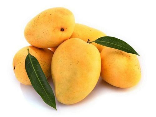 Common kesar mango, Taste : Delicious Sweet