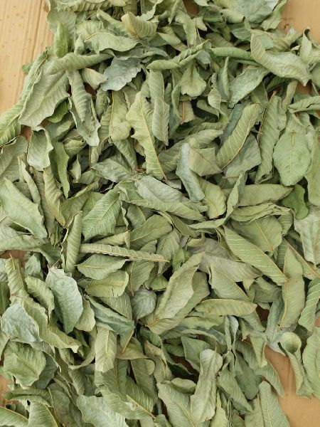 Organic Dry Guava Leaves