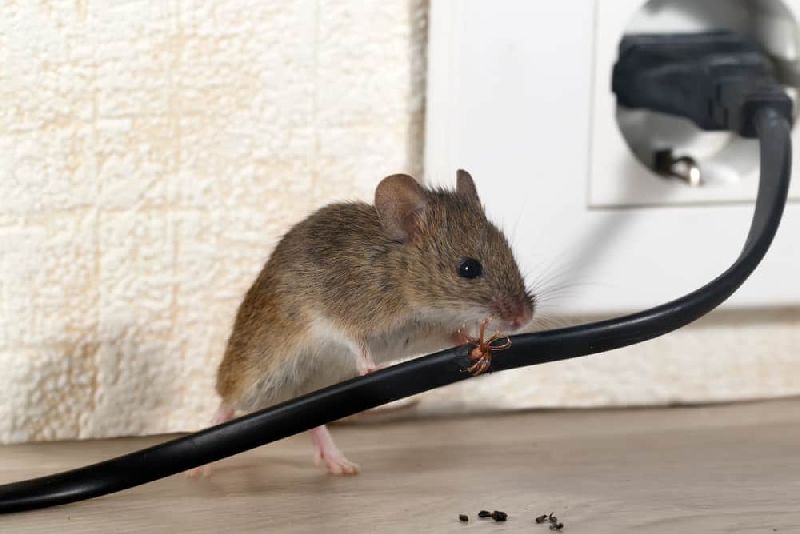 Rodent Repellent System Installation Services