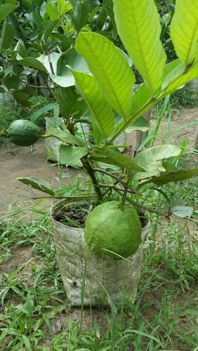 guava plant