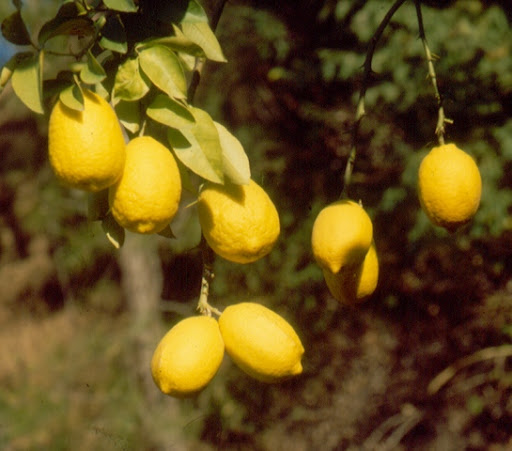 Galgal Nimbu Plants - Bonsai Plants Nursery