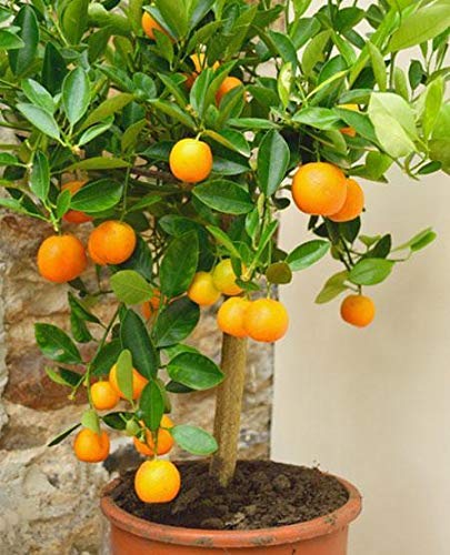 Grafted Orange Plants