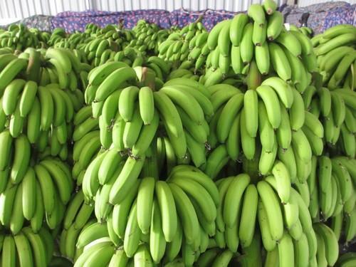 Organic fresh cavendish banana, Style : Natural