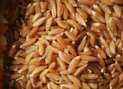 Khapli Wheat Seeds, Shelf Life : 36 Months
