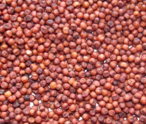 Organic Ragi Seeds