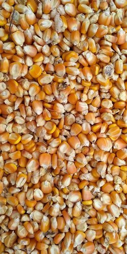 yellow maize seeds