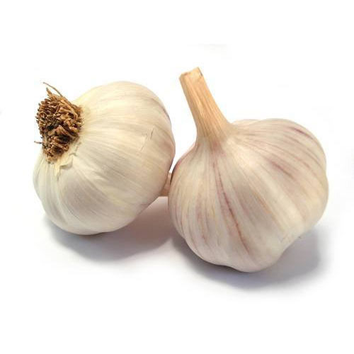 Organic Garlic