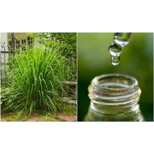  Citronella Oil, for Personal Care, Cosmetic, Purity : 99.9%