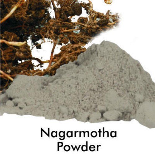 Natural Nagarmotha Dry Etract, Shelf Life : 24 Months