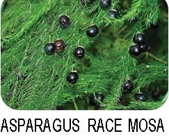 Asparagus race mosa