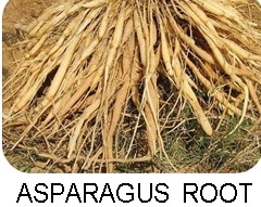 Asparagus root