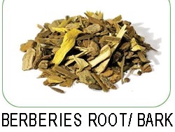 berberies root
