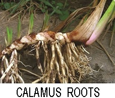 Calamus Roots