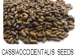 Cassiaoccidentalis seeds