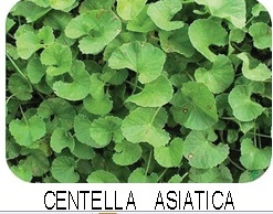 Centella Asiatica