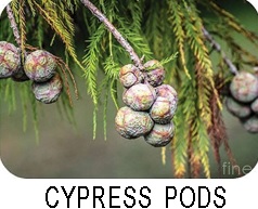 Cypress pods