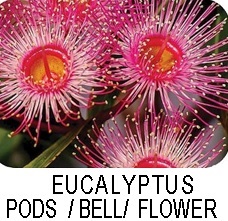 Eucalyptus pods/ belli/ flower