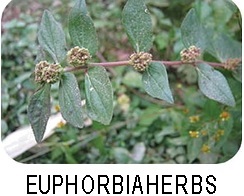 Euphorbia herbs