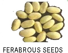 Ferabrous seeds