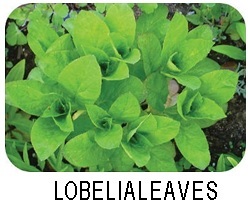 lobelia leaves