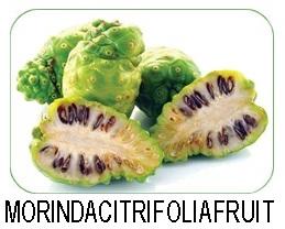 Morinda Citrifolia fruit