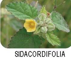 Sidacordifolia