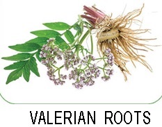 Valerian Roots