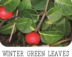 winter green leaves