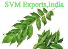 Svm Exports Natural curry leaves, for spices, Certification : FSSAI Certified